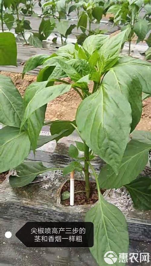 復(fù)合微生物菌劑生根壯秧膨果快專治帶瓜慢秧不旺秧不長一桶頂普通肥料